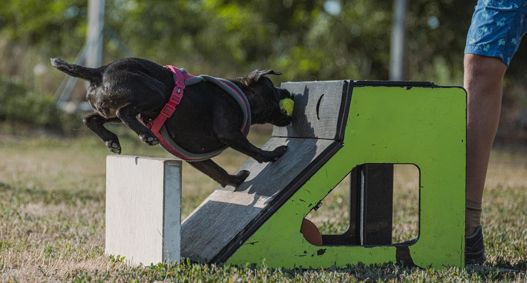 Flyball